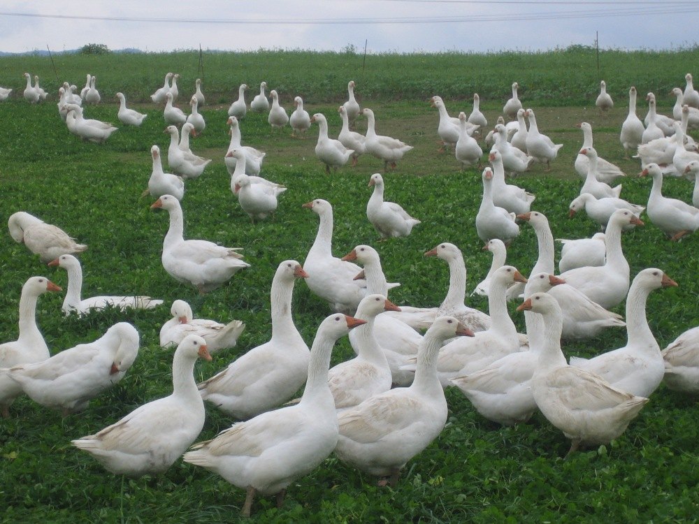 Weidegänse auf grüner Wiese