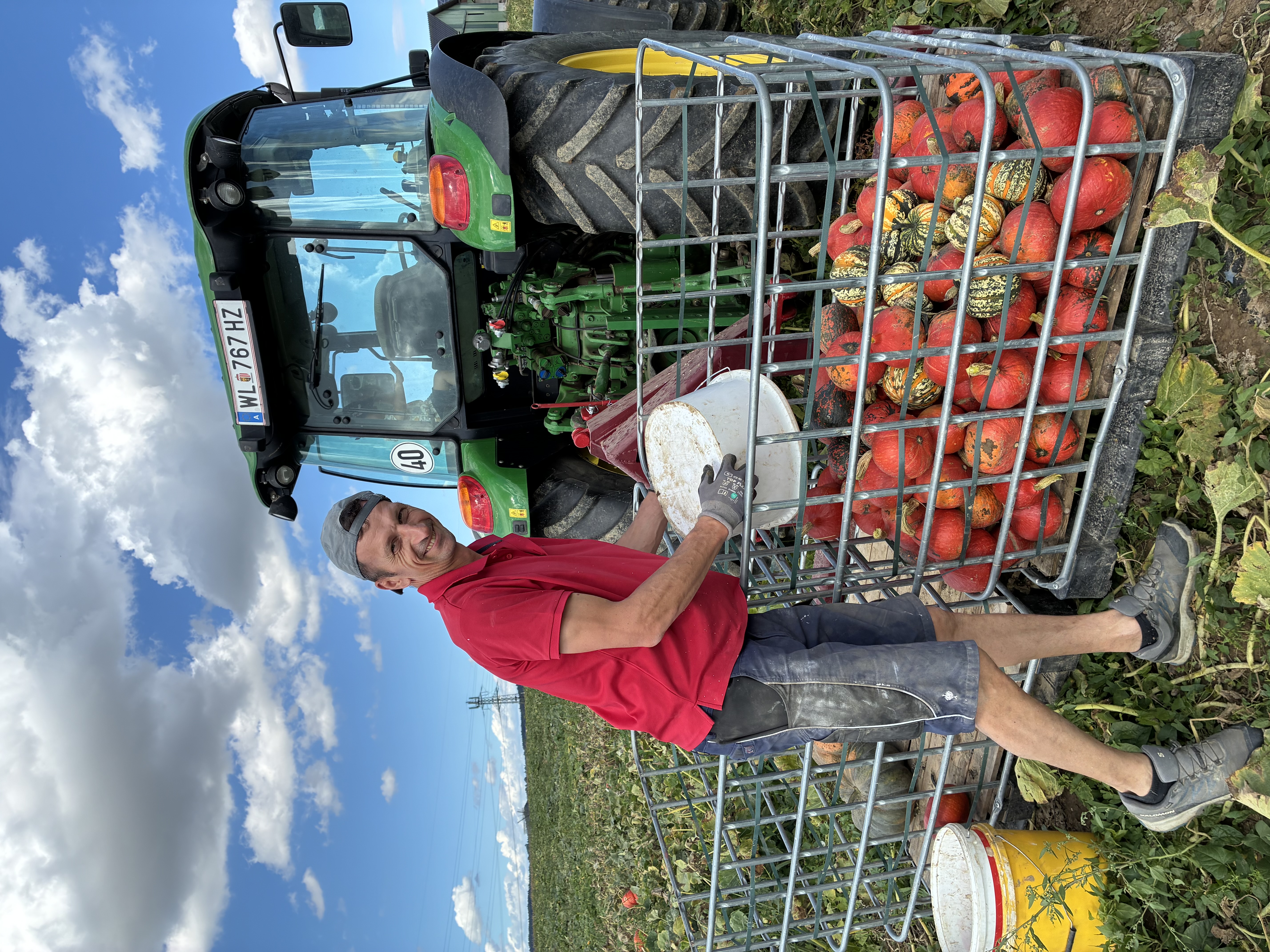 Kürbisernte von Hand am Feld neben dem Traktor