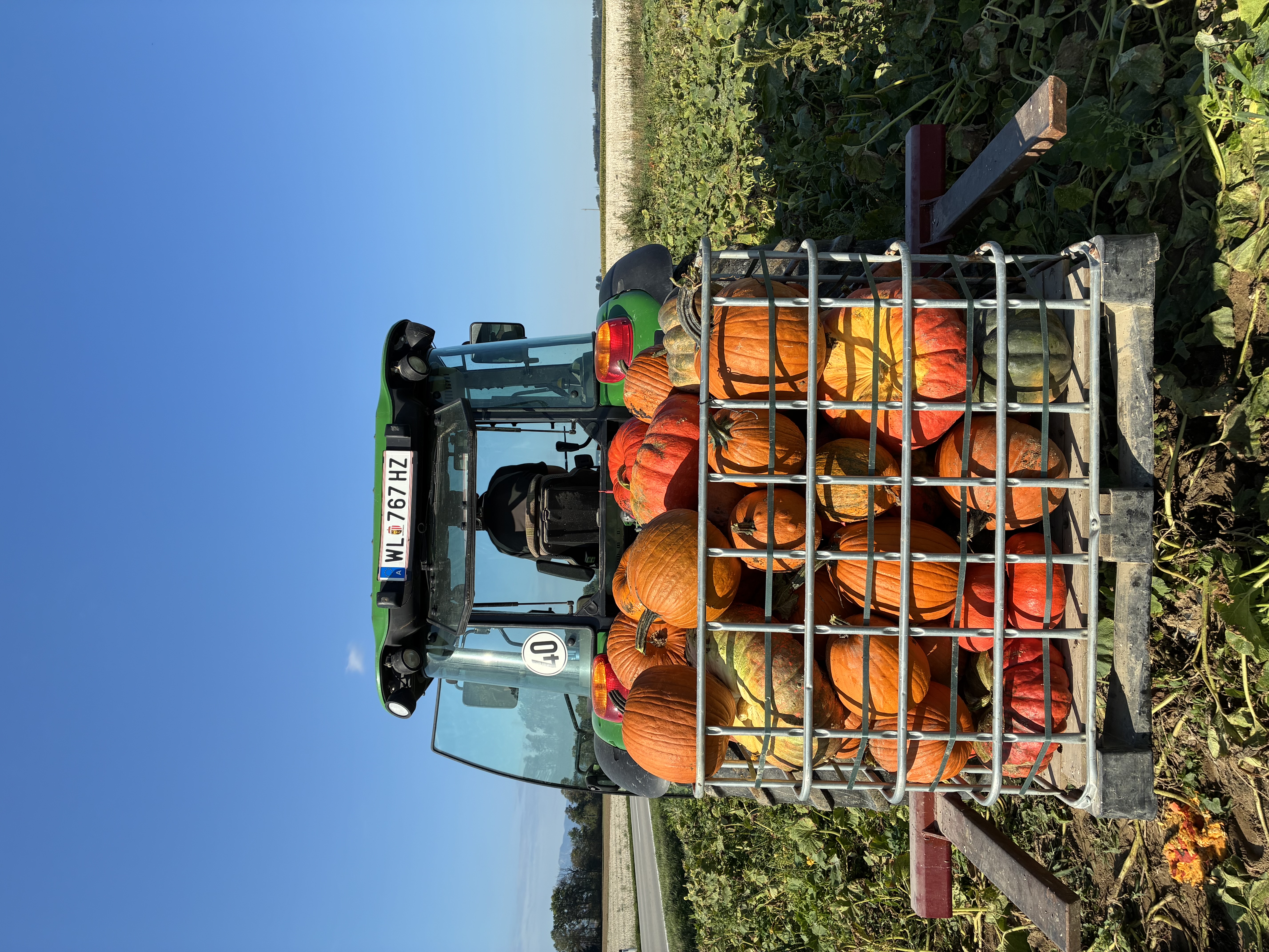 Frisch geerntete Kürbisse in einer Transportkiste am Traktor